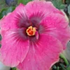 Delta Rose Cajun Hibiscus