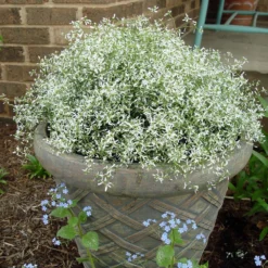 Diamond Frost® Euphorbia Plant