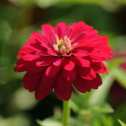 Zahara Double Cherry Zinnia