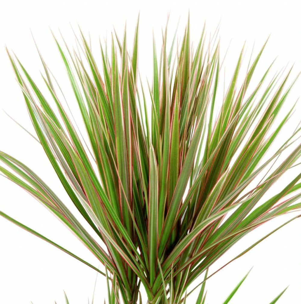 Marginata BiColor Spikes Dracaena Plant