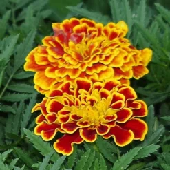 Durango® Bee Marigold