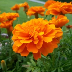 Durango® Tangerine Marigold