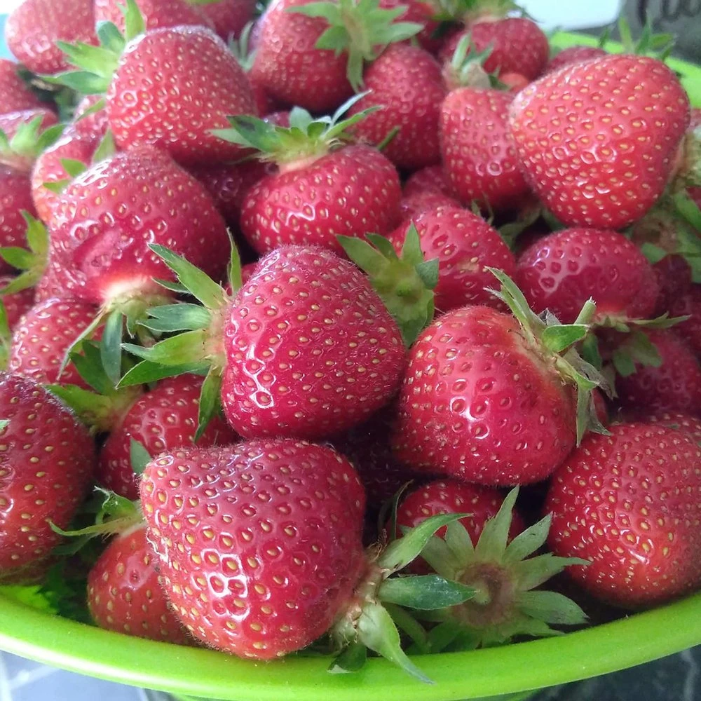 Earliglow Strawberry Plants