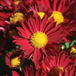 Edana Red™ Yoder Garden Mum Plant