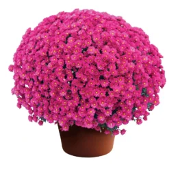 Emelda™ Purple Yoder Garden Mum Plant