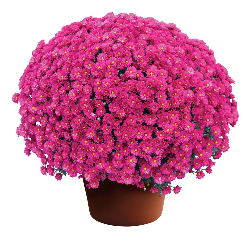 Emelda™ Purple Yoder Garden Mum Plant