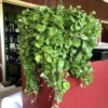 Emerald Falls Dichondra Plant