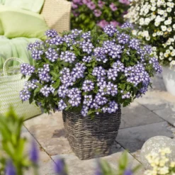 Empress™ Flair Blue Charme Verbena Plant