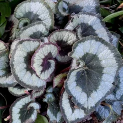 Escargot Rex Begonia Plant
