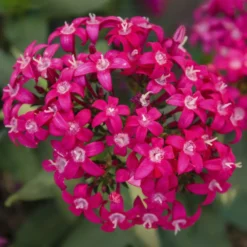 Falling Star™ Rose Pentas