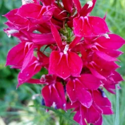 Fan Burgundy Lobelia