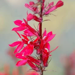 Fan Scarlet Lobelia