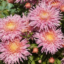 Fancy Free Perennial Mum Plant