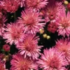 Fireworks Igloo Perennial Mum Plant