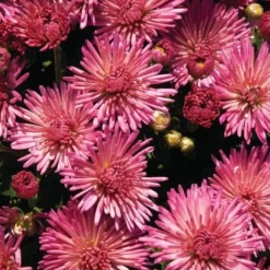 Fireworks Igloo Perennial Mum Plant