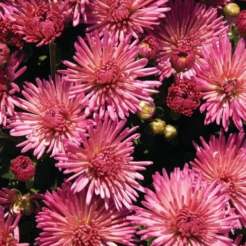 Fireworks Igloo Perennial Mum Plant
