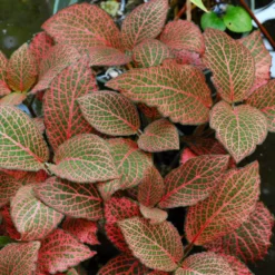 Fittonia Nerve