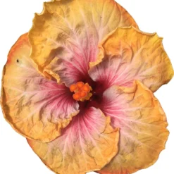 Floral Fantasy Cajun Hibiscus