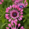FlowerPower™ Spider Pink Osteospermum Plant