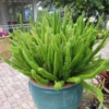 Foxtail Fern