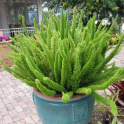 Foxtail Fern