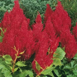 Fresh Look Red Plumed Celosia