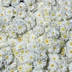 Frosty Igloo Perennial Mum Plant