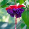 Dark Eyes Fuchsia Plant
