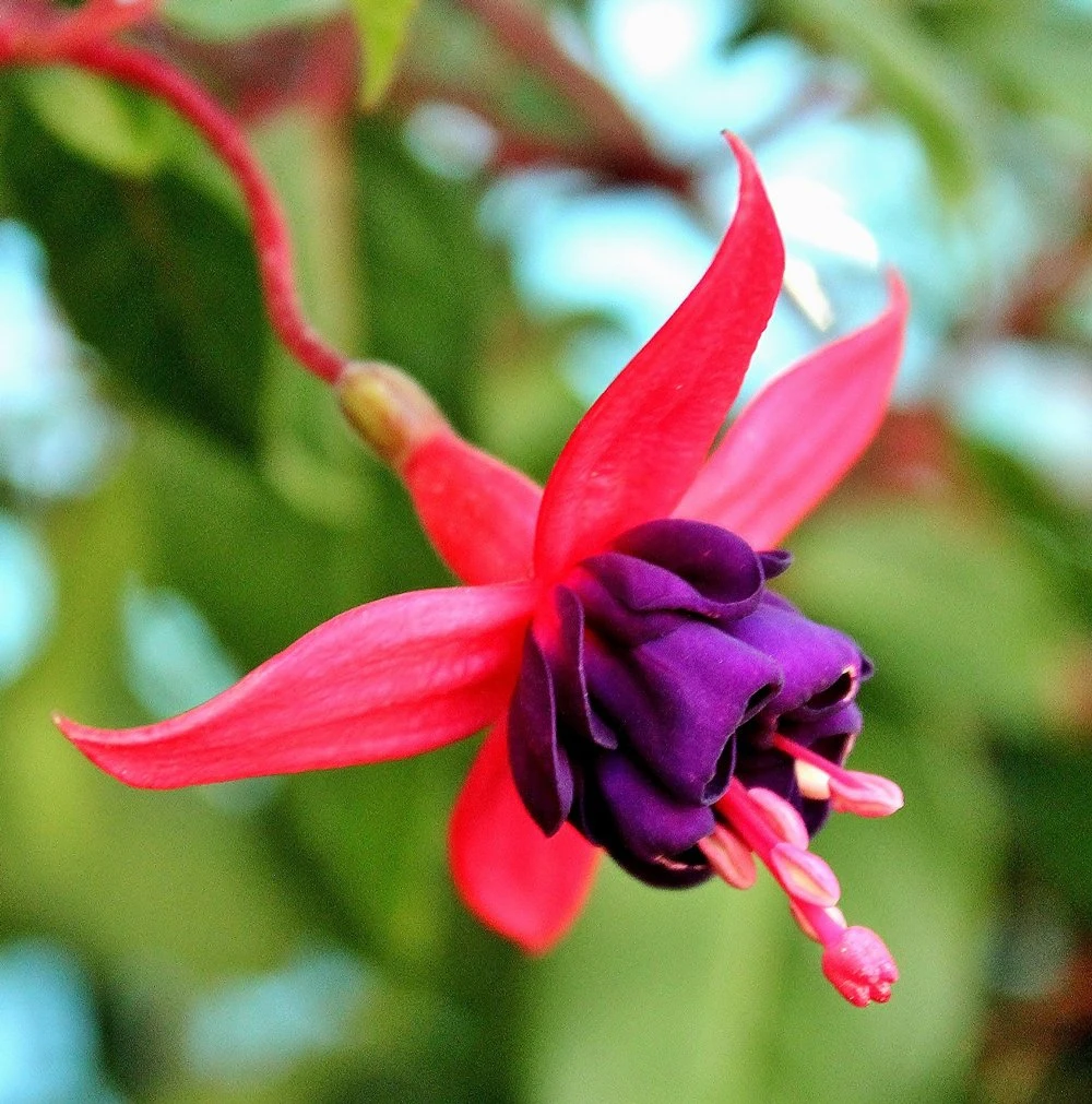 Dollar Princess Fuchsia Plant