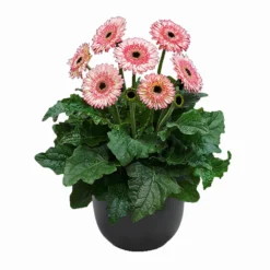 Fundy® Patio Gerbera