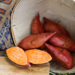 Georgia Jet Sweet Potato
