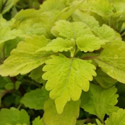 Gold Lace Coleus Plant