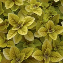 Golden Plectranthus