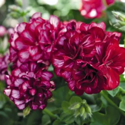 Great Balls Of Fire™ Burgundy Blaze Ivy Geranium Plant
