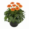 Great Smoky Mountains® Patio Gerbera