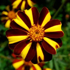 Harlequin Marigold