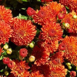Harvest Igloo Perennial Mum Plant