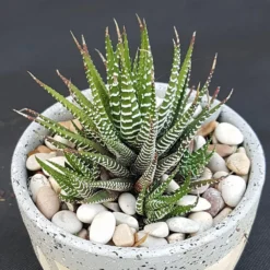 Haworthia Zebra