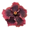 Heart Of Darkness Cajun Hibiscus