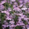Laguna® Heavenly Lilac Lobelia