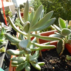 Hookeri Pachyphytum (Moonstone)