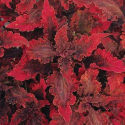 Hot Lava Coleus Plant