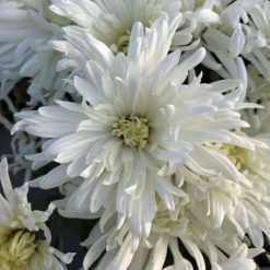 Ice Crystal Perennial Mum Plant