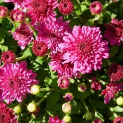 Ice Pink Igloo Perennial Mum Plant