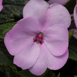 SunPatiens® Compact Orchid Blush Impatiens Plant