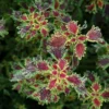 India Frills Coleus Plant