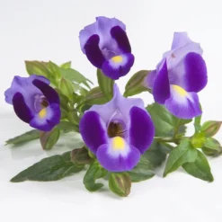 Indigo Moon Torenia