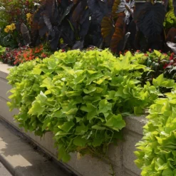 Marguerite Ipomoea Plant