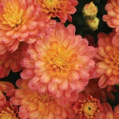 Jacqueline™ Orange Fusion Yoder Garden Mum Plant