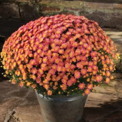 Jacqueline™ Peach Fusion Yoder Garden Mum Plant